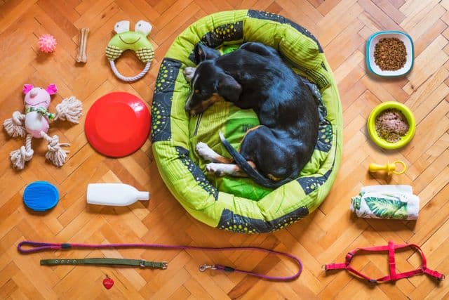 Toys & enrichment