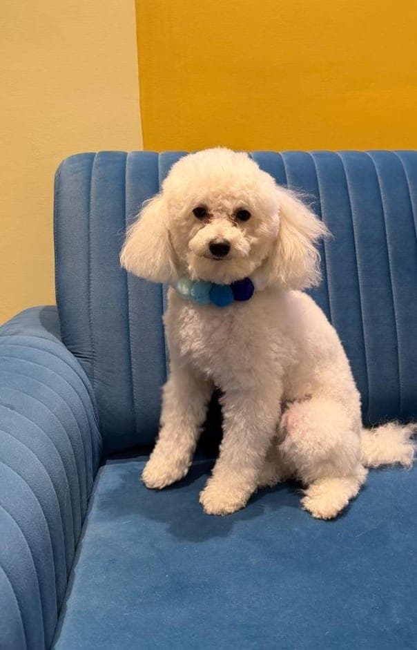 Fresh & fluffy