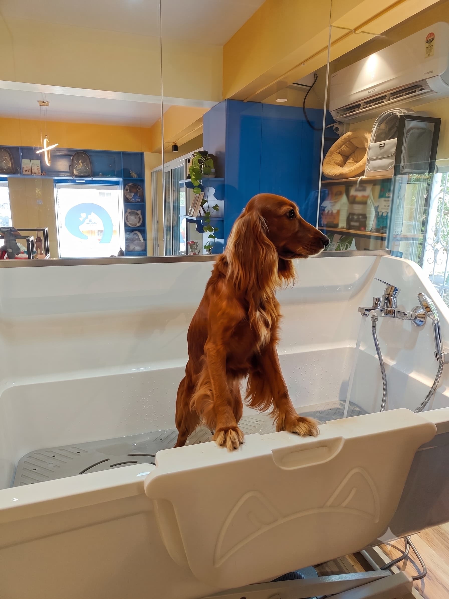 A dog at Mostlyfur's grooming bath in Siolim, Goa