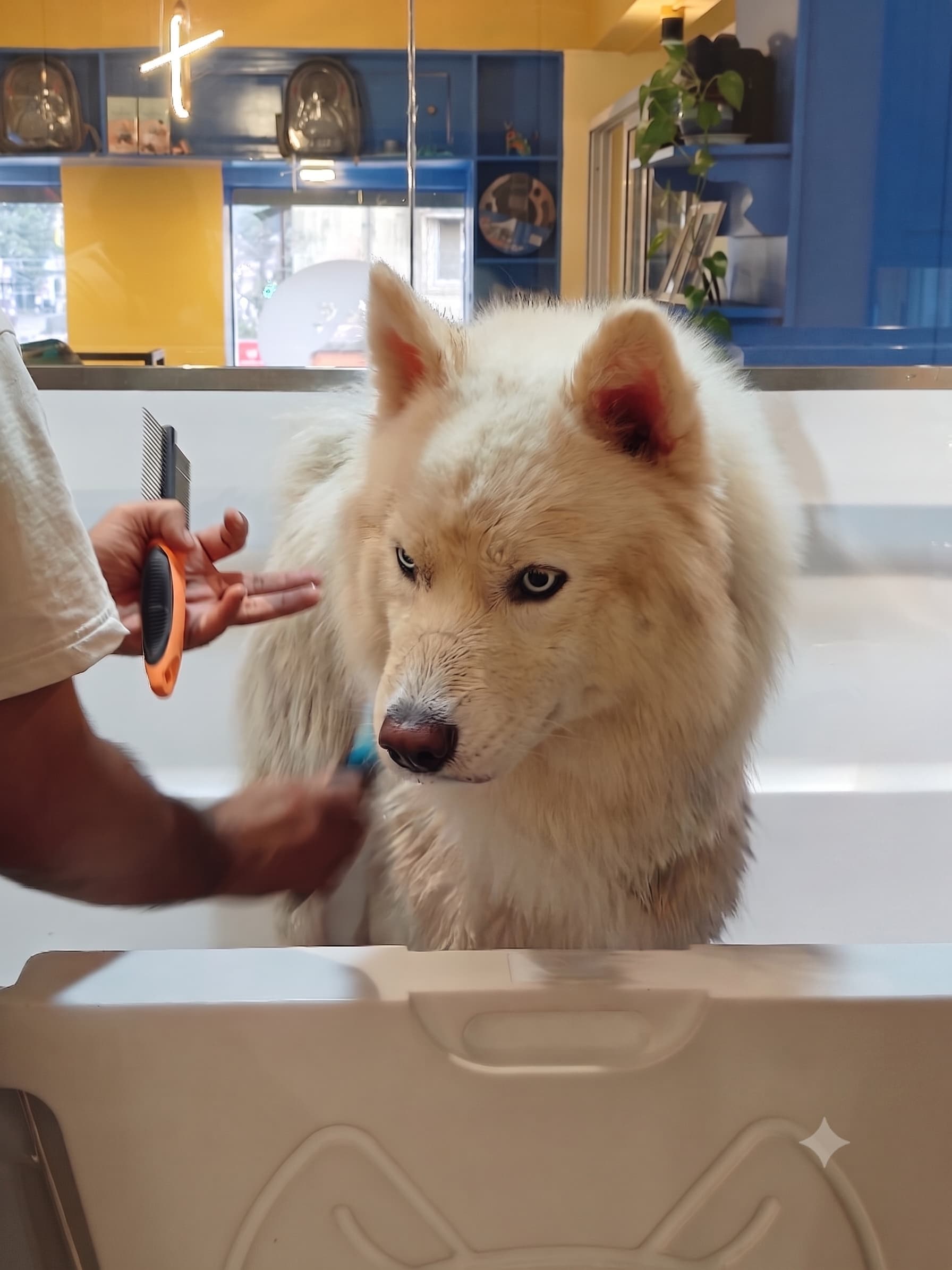A groomer brushing a fluffy white dog at Mostlyfur's Siolim salon